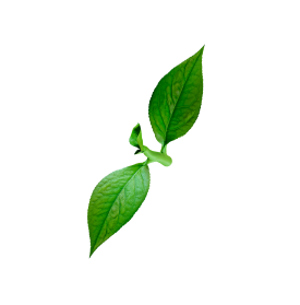 double_leaf